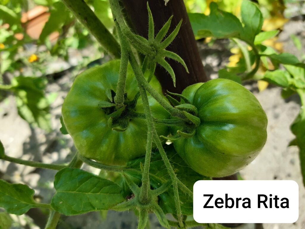 pomidor Zebra Rita
