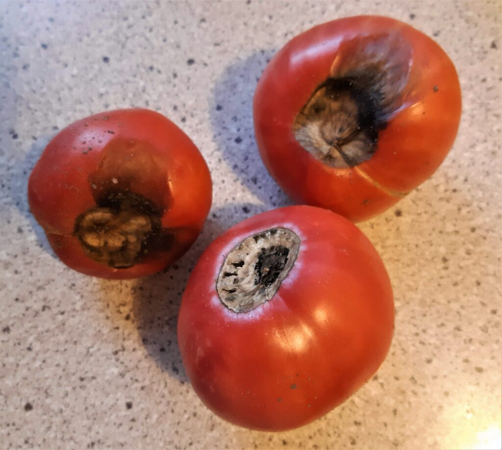 gnicie pomidorów
