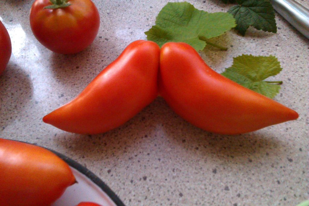 pomidor_Cornabel
