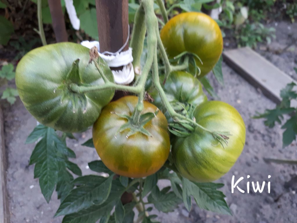Pomidor Kiwi