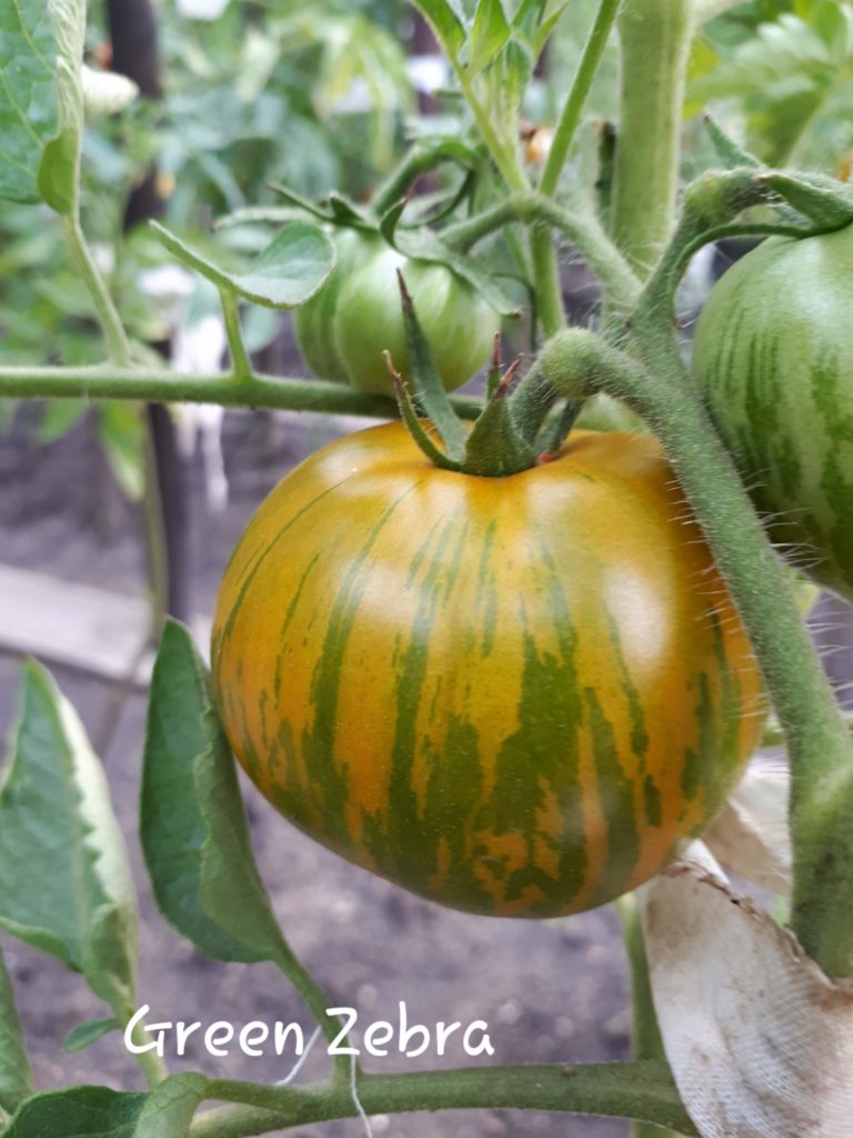 Zielona Zebra pomidor