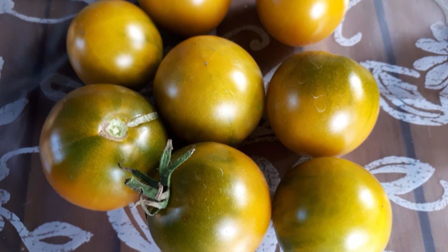 Zielone odmiany pomidorów