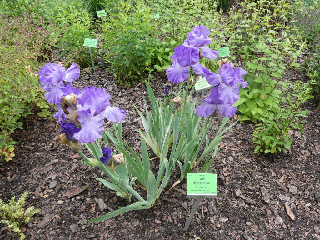 Iris Striptease - Arboretum Wojsławice.