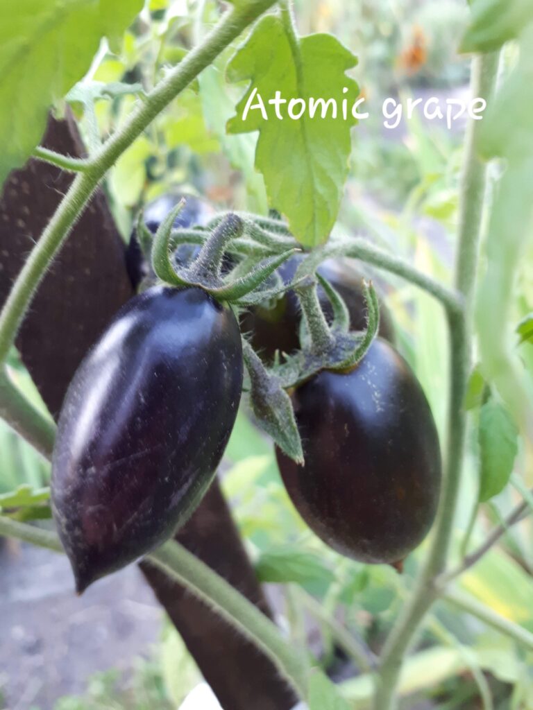 pomidor Brad's Atomic Grape