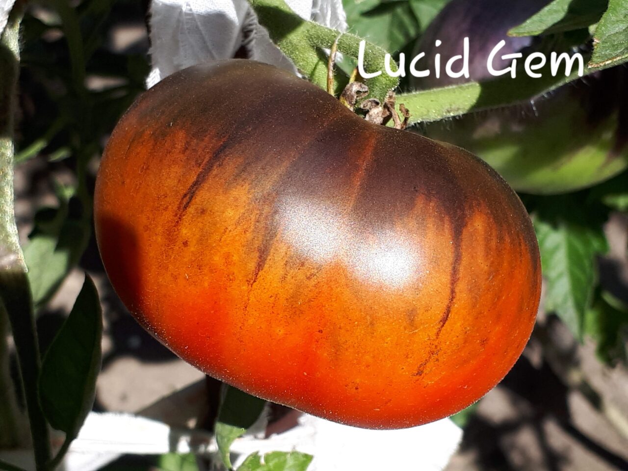 dojrzały pomidor Lucid Gem