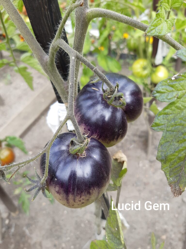 pomidor Lucid Gem
