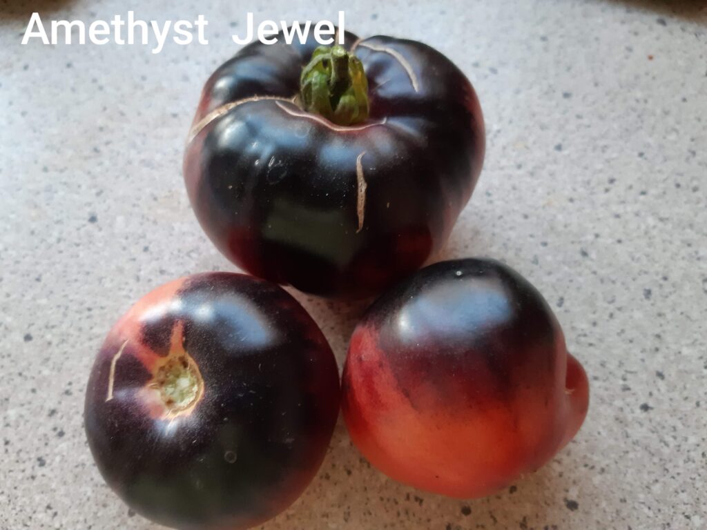 pomidor Amethyst Jewel
