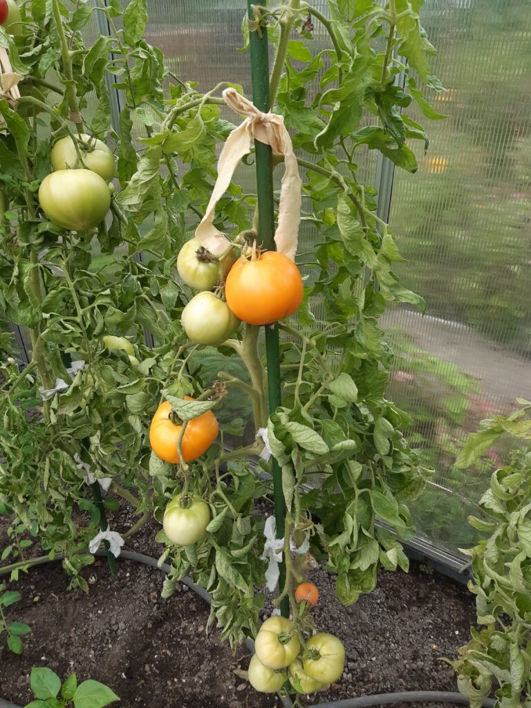 Jantar Tomato