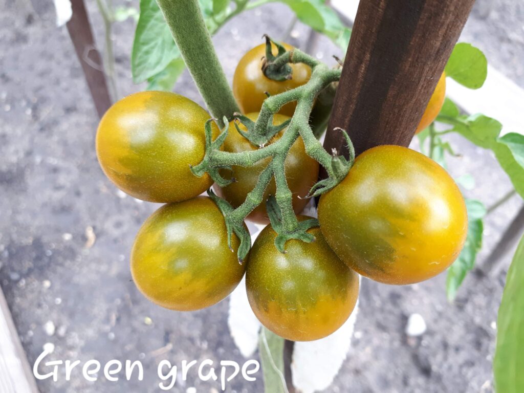 Pomidor Green Grape