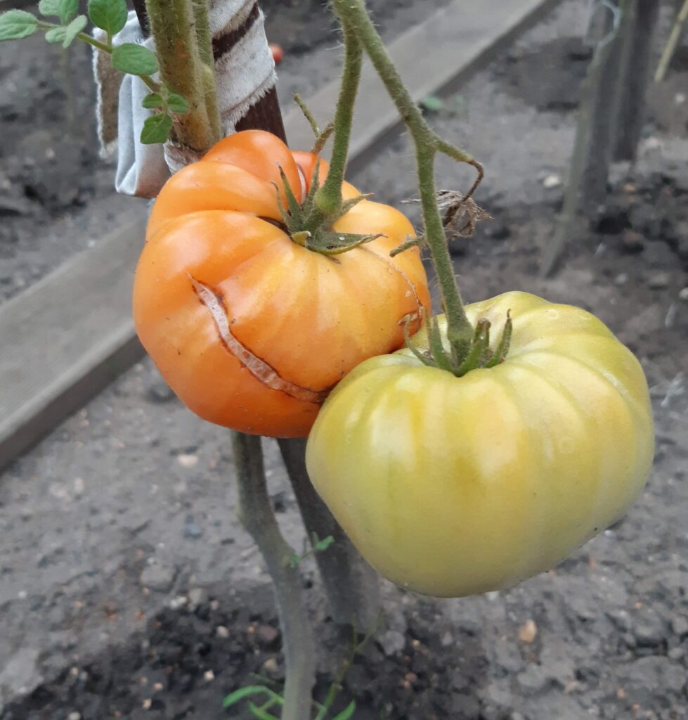 Dr Wyche's Yellow tomato