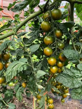 Nowe odmiany pomidorów, które w tym roku znajdą się w moim ogrodzie.