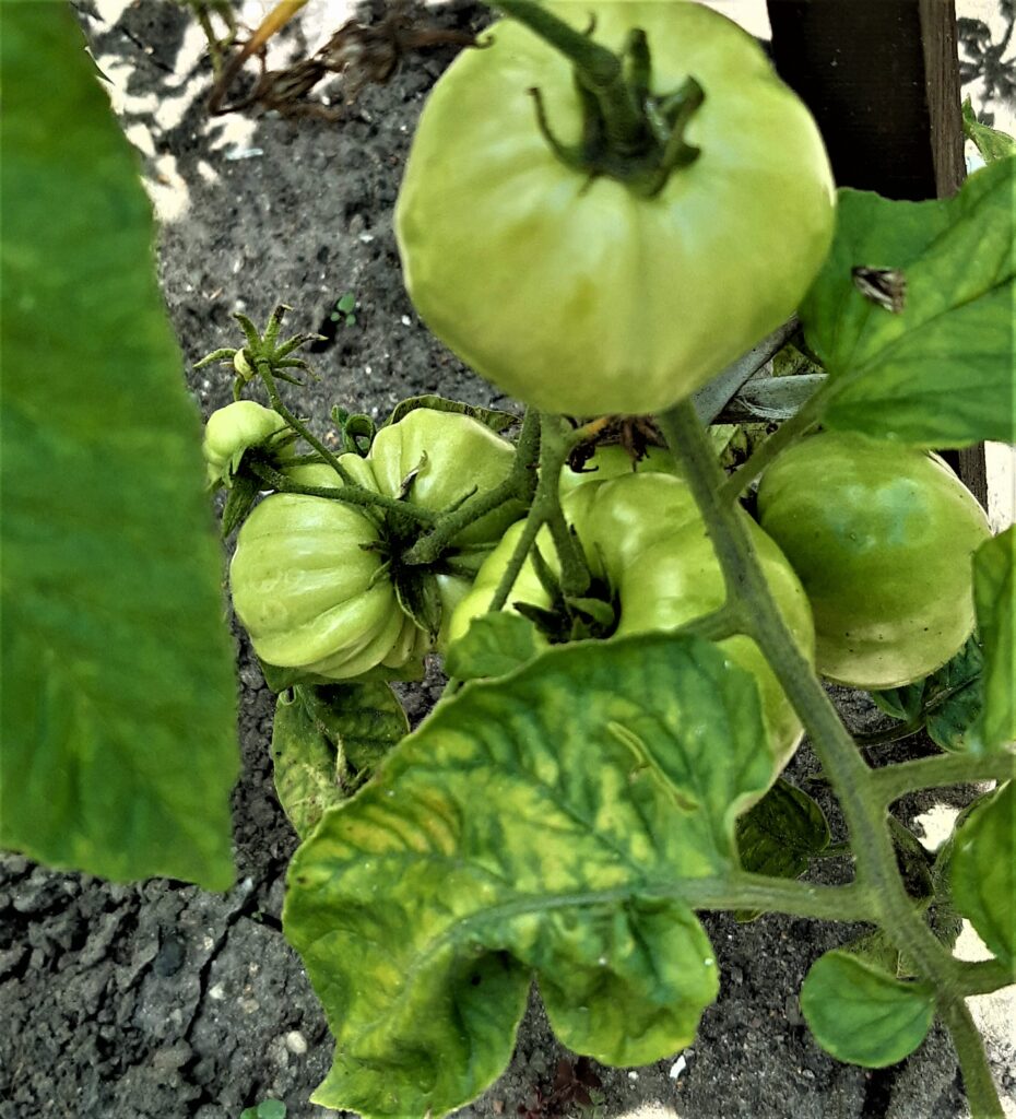 odbarwienie liścia pomidora