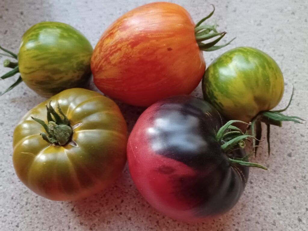 Pomidory chronione biologiczne