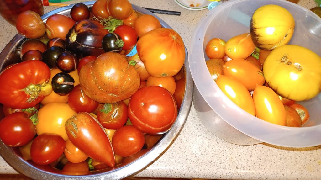 Pomidory chronione biologicznie