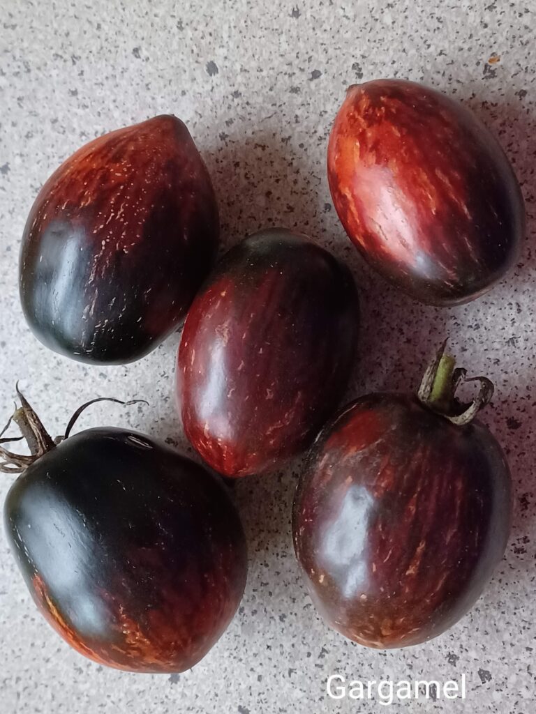 Pomidor Gargamel