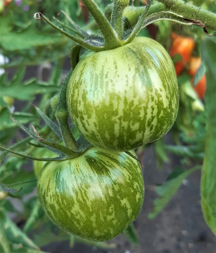 Pomidory Zielone Zebry