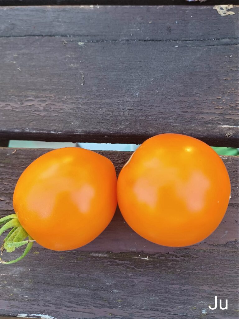 AASWinner Tomato Jubilee