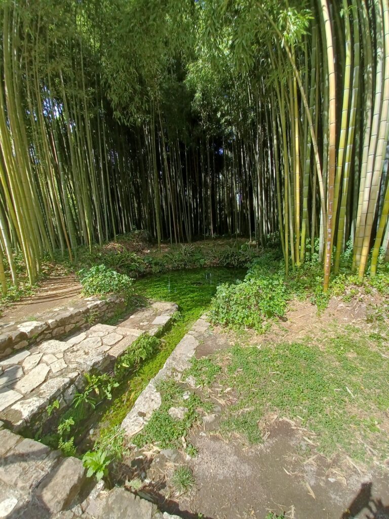 Sorgente dei bamboo