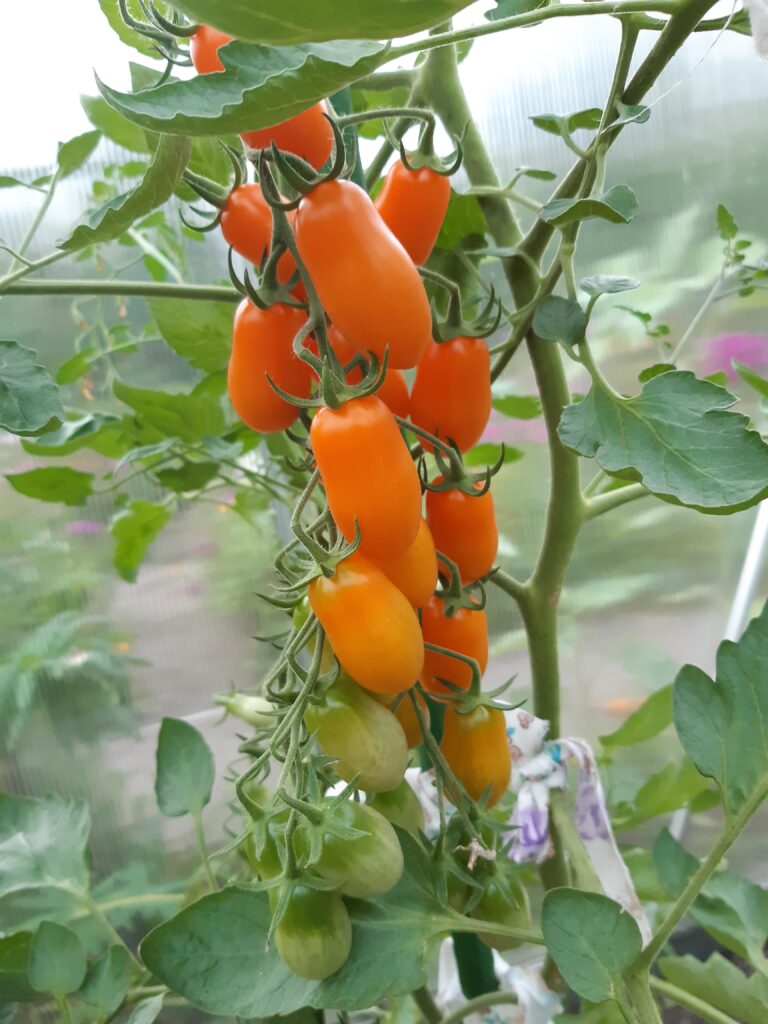 Koktajlowy pomidor szklarniowy