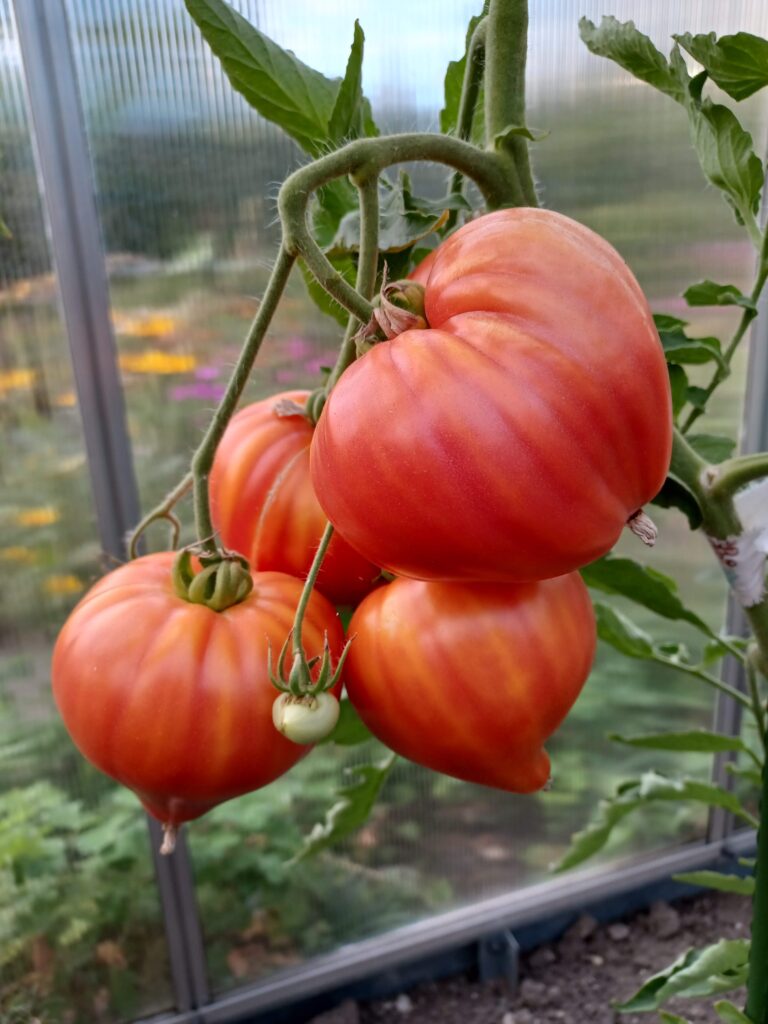 Grono pomidorów Gourmansun
