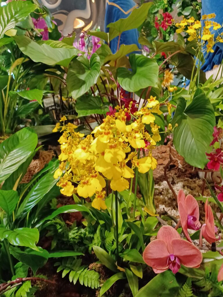 Światowa wystawa orchidei