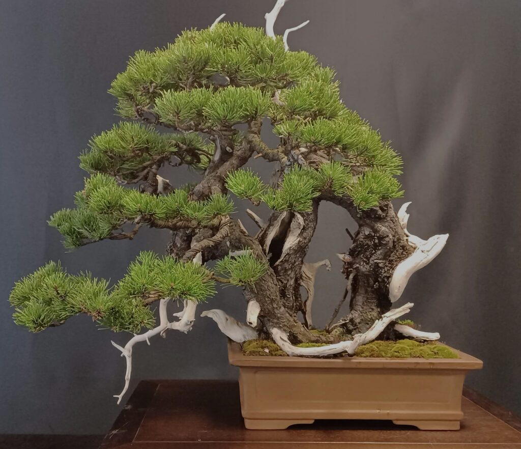 Światowa wystawa orchidei, bonsai i  sukulentów
