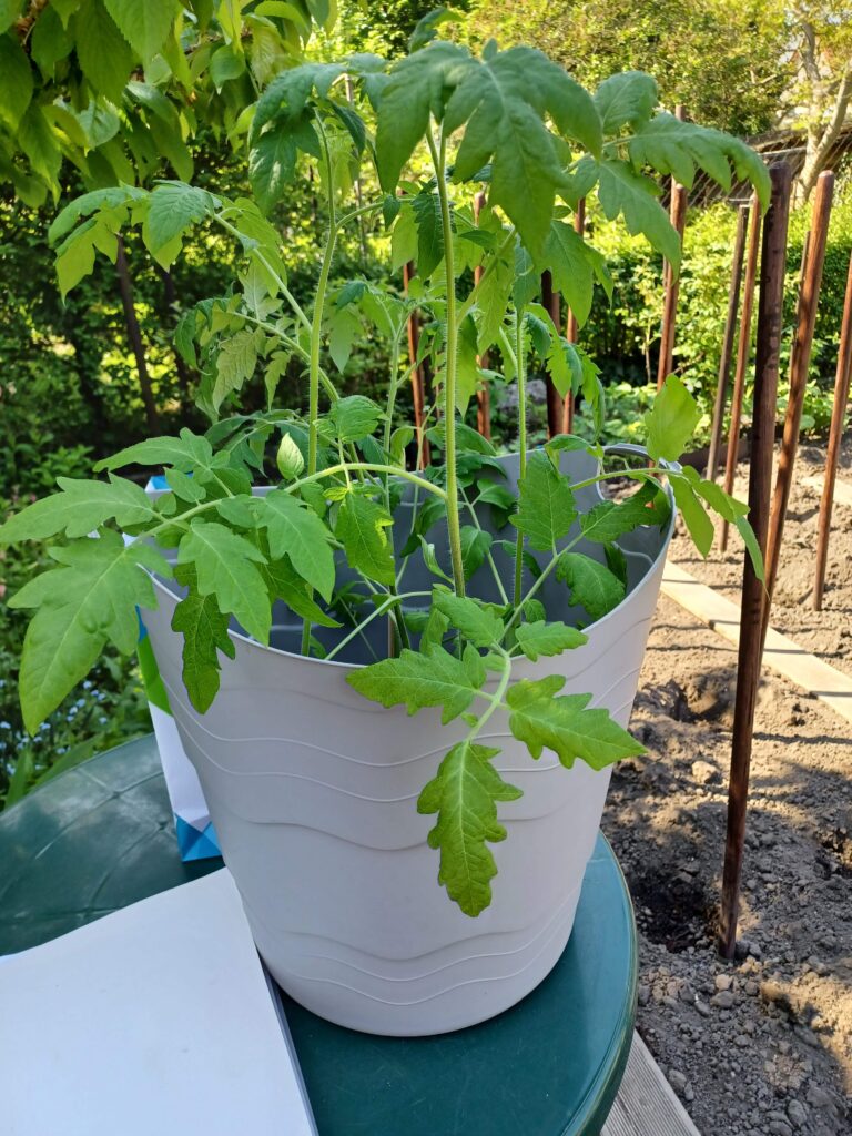 Sadzenie pomidorów gruntowych