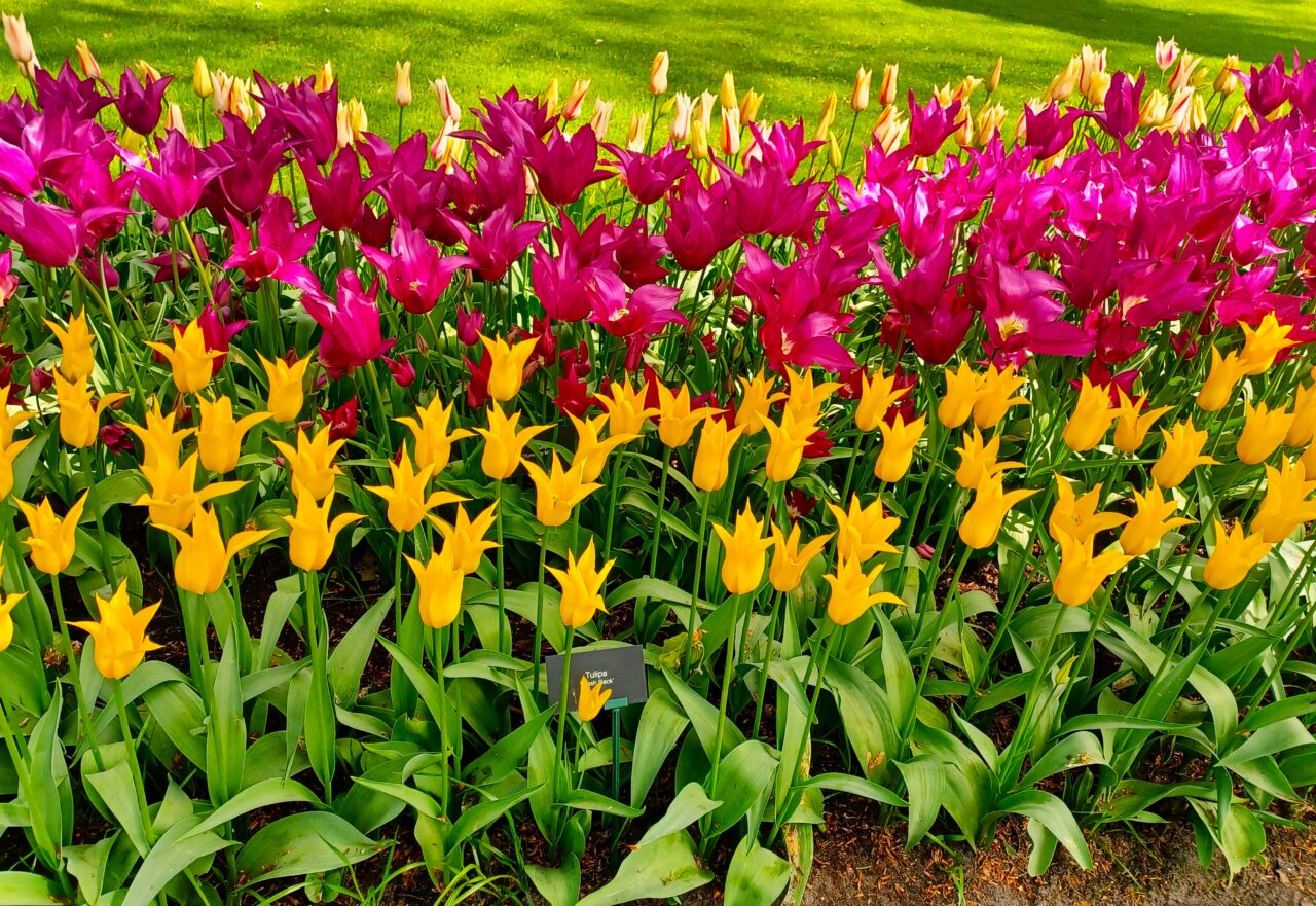 Ogrody Zacisza tulipany