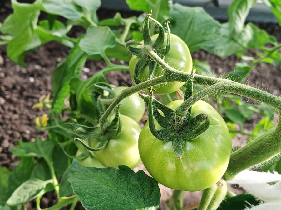 Ogrody Zacisza Pomidor szklarniowy