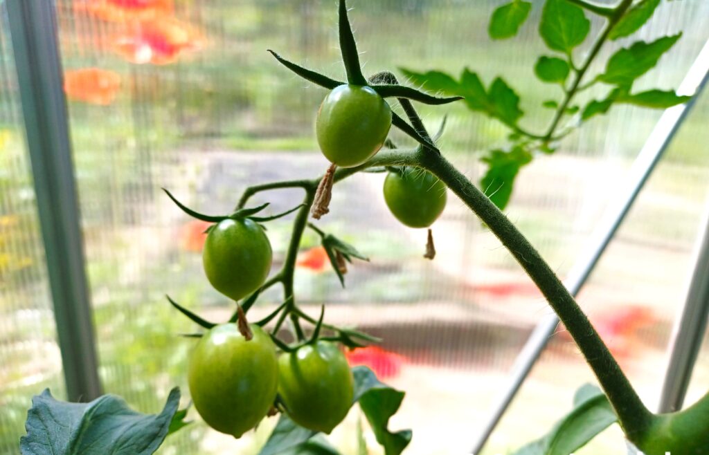 Merrygold tomato