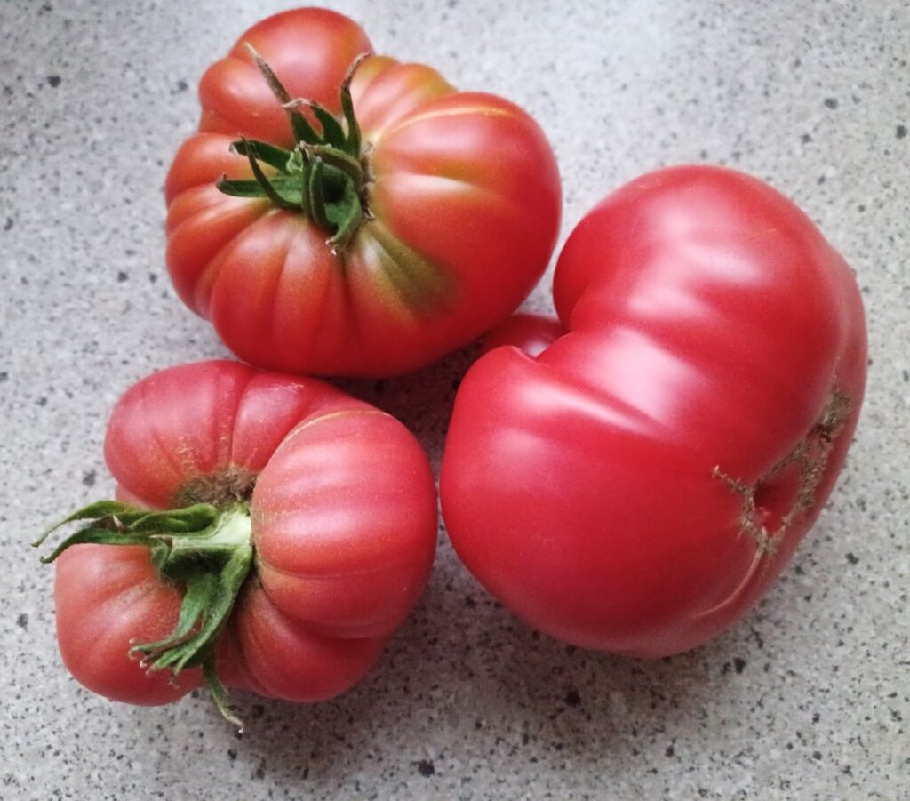 Burpee pomidory