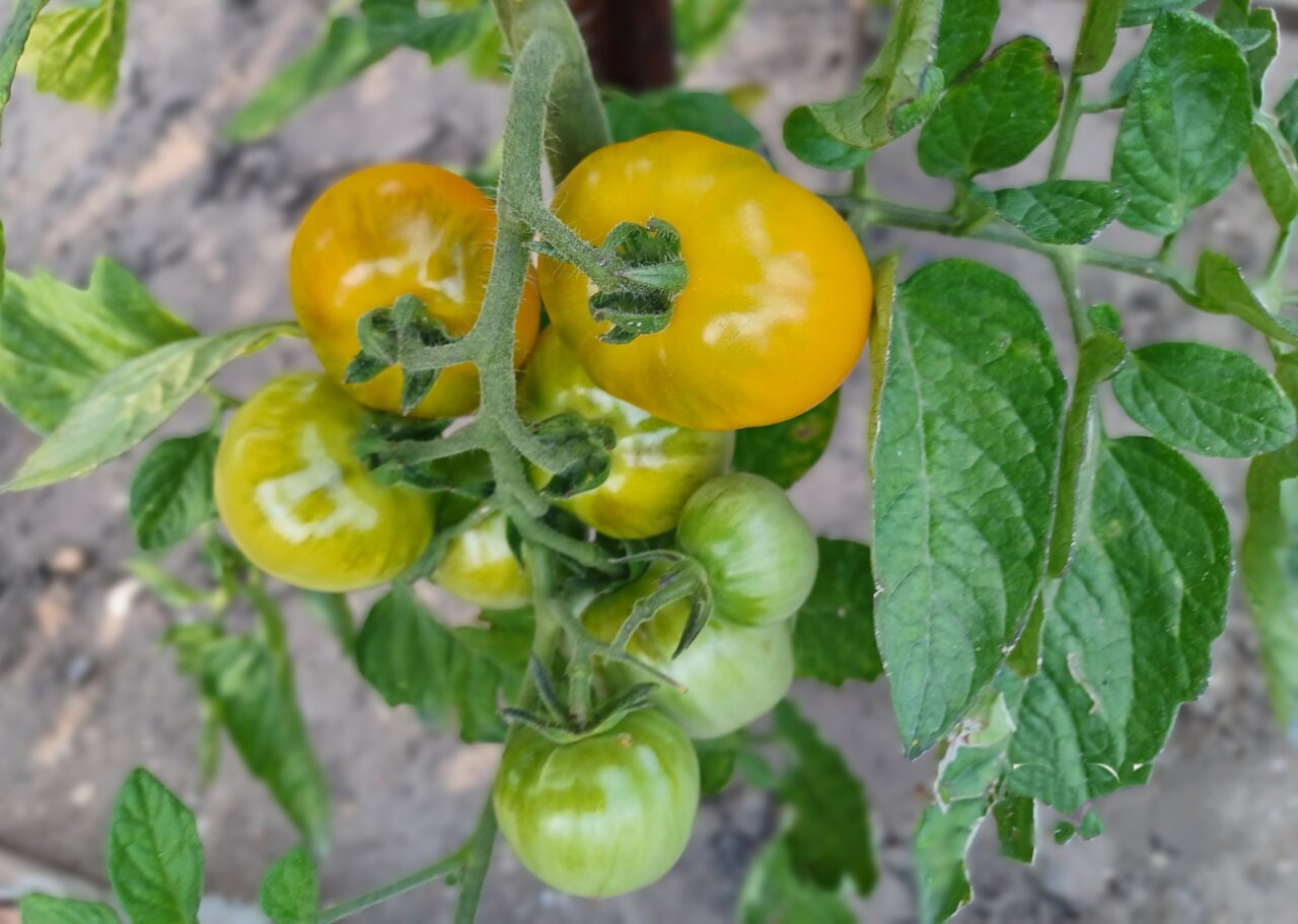 Nawożenie pomidorów