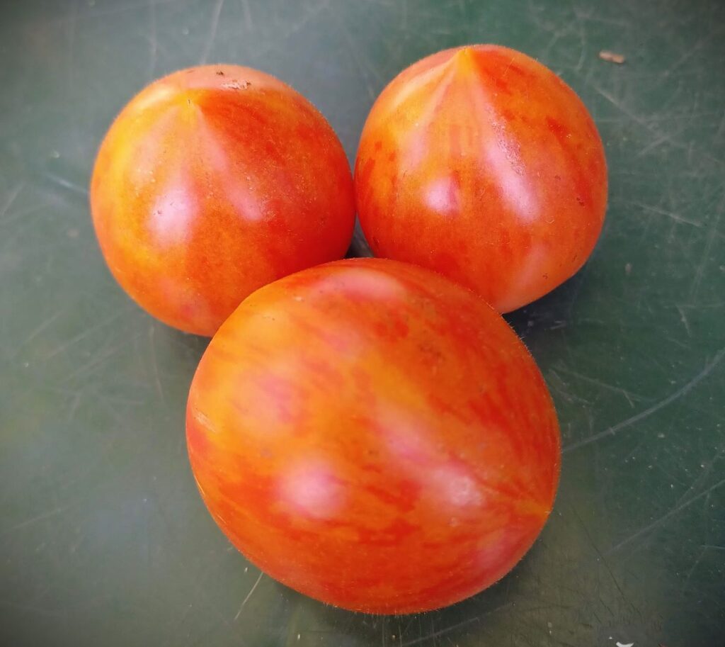 Ogrody Zacisza pomidor Agi Red