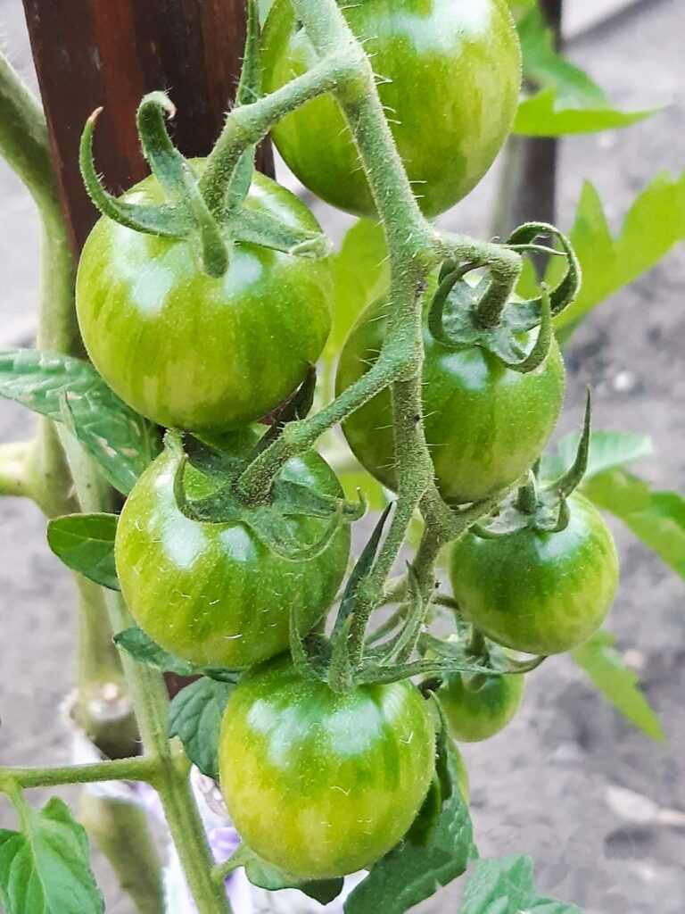 Pomidor koktajlowy 