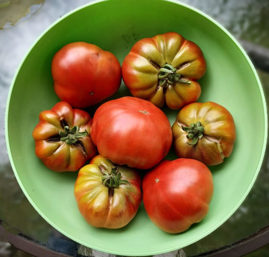 Tom Wagner Tomatoes