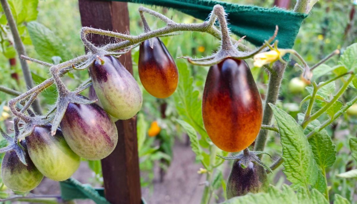 Indygo Pear Drop Tomato