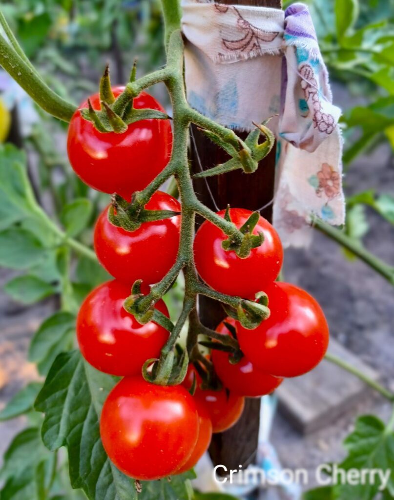 Pomidor odporny na zarazę ziemniaczaną