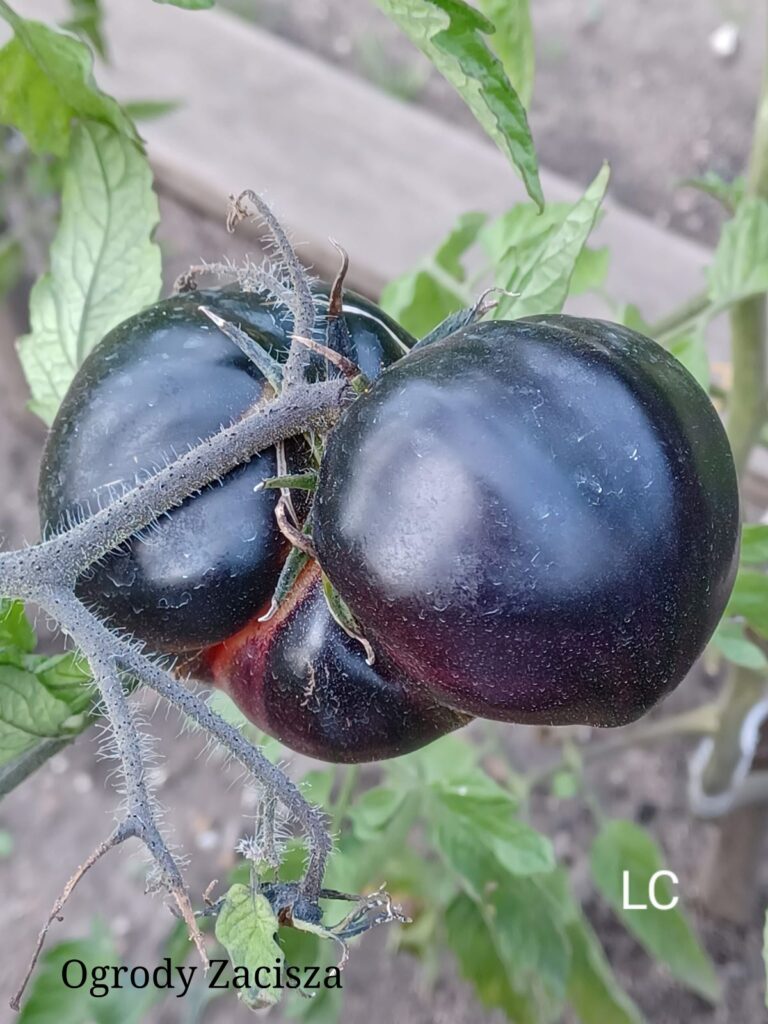 Ogrody Zacisza