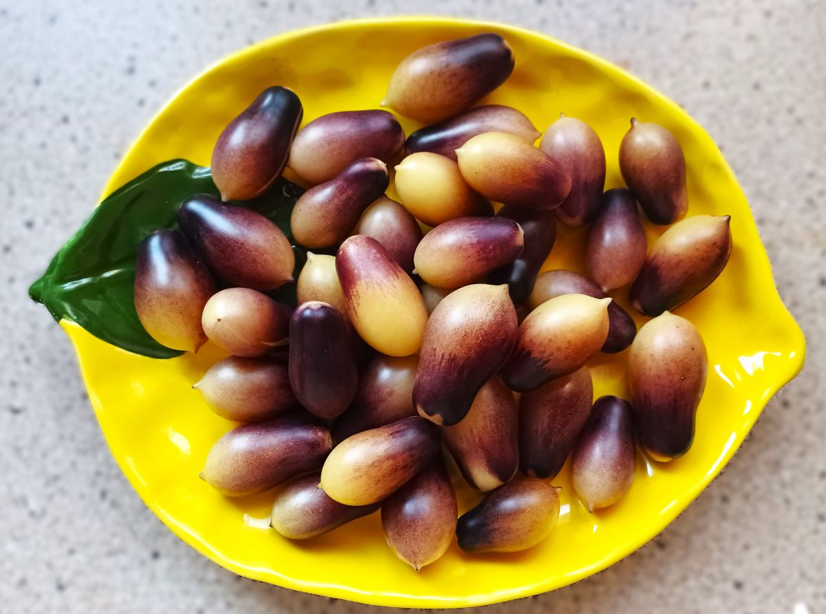 Ogrody Zacisza