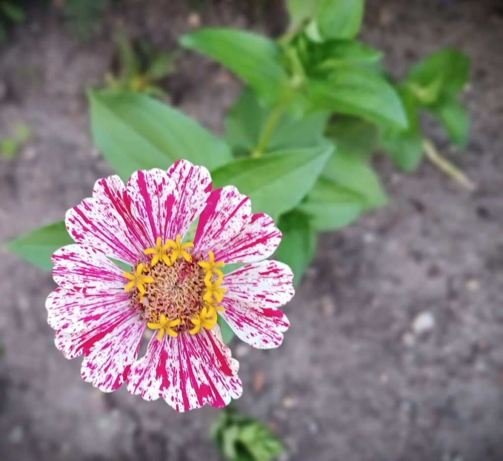 Cynia