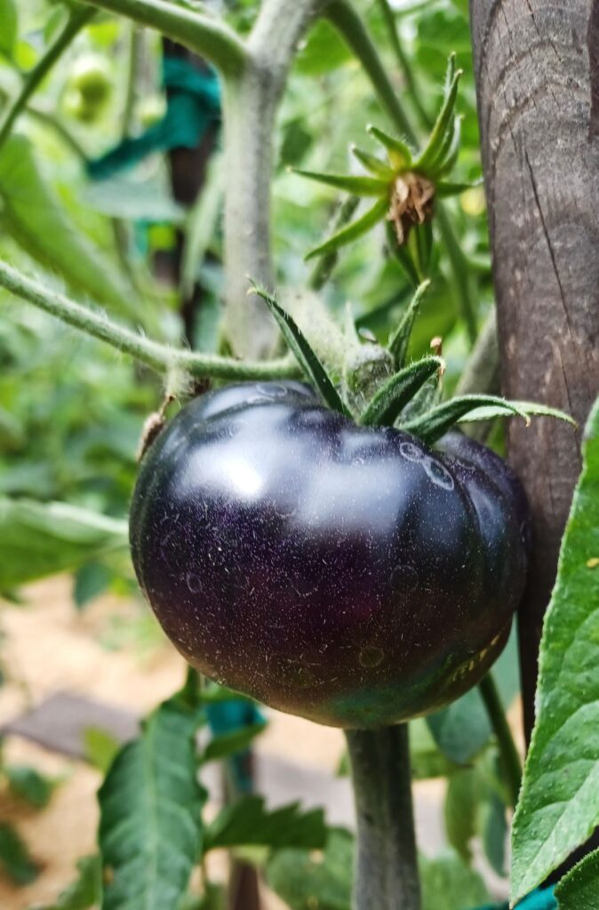 Czarny pomidor
