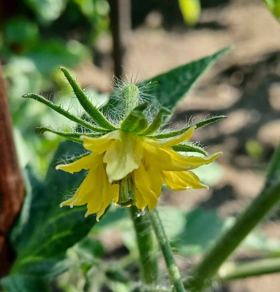 Ogrody Zacisza