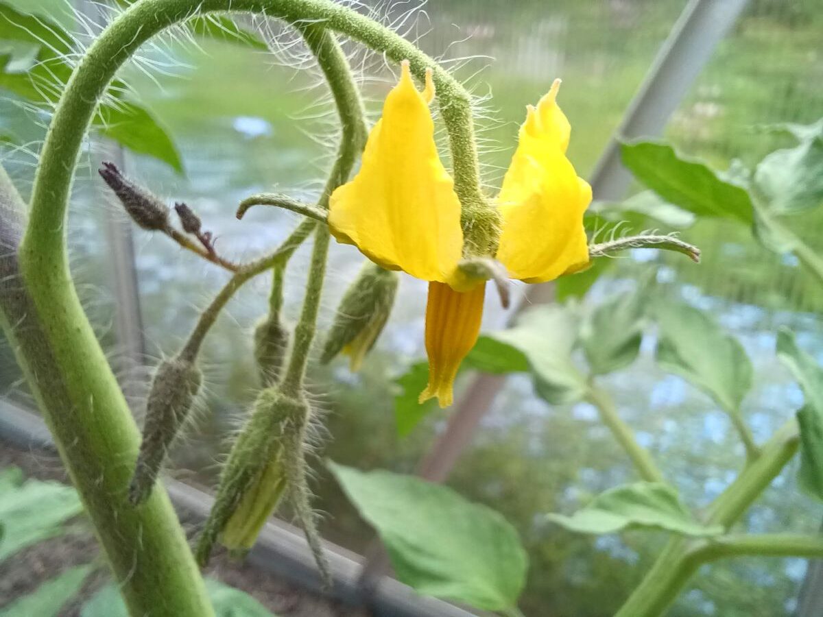 Ogrody Zacisza