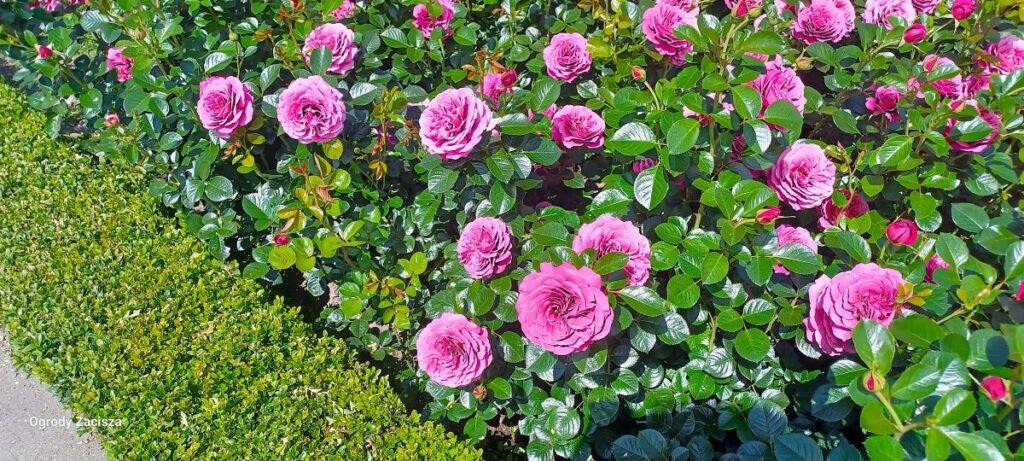 Rosarium