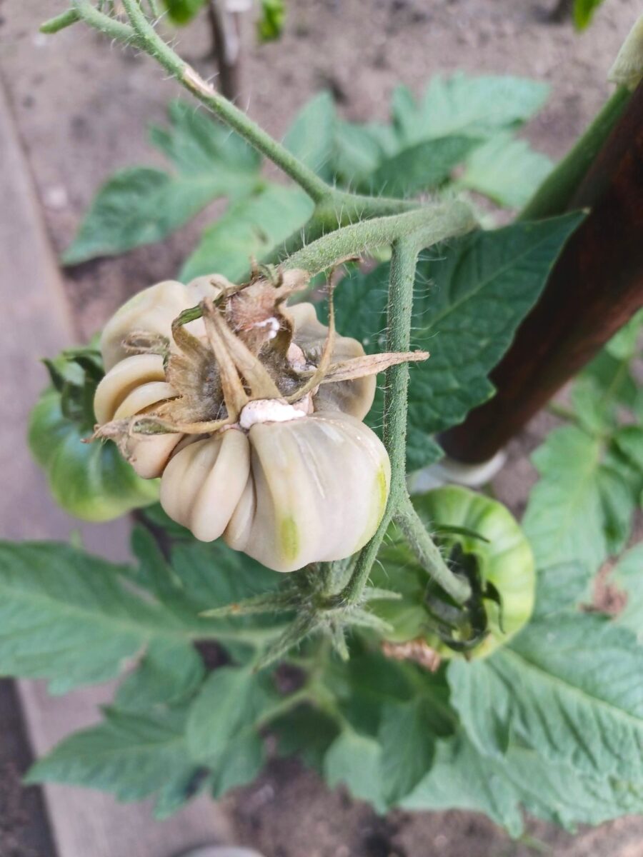 Ogrody Zacisza