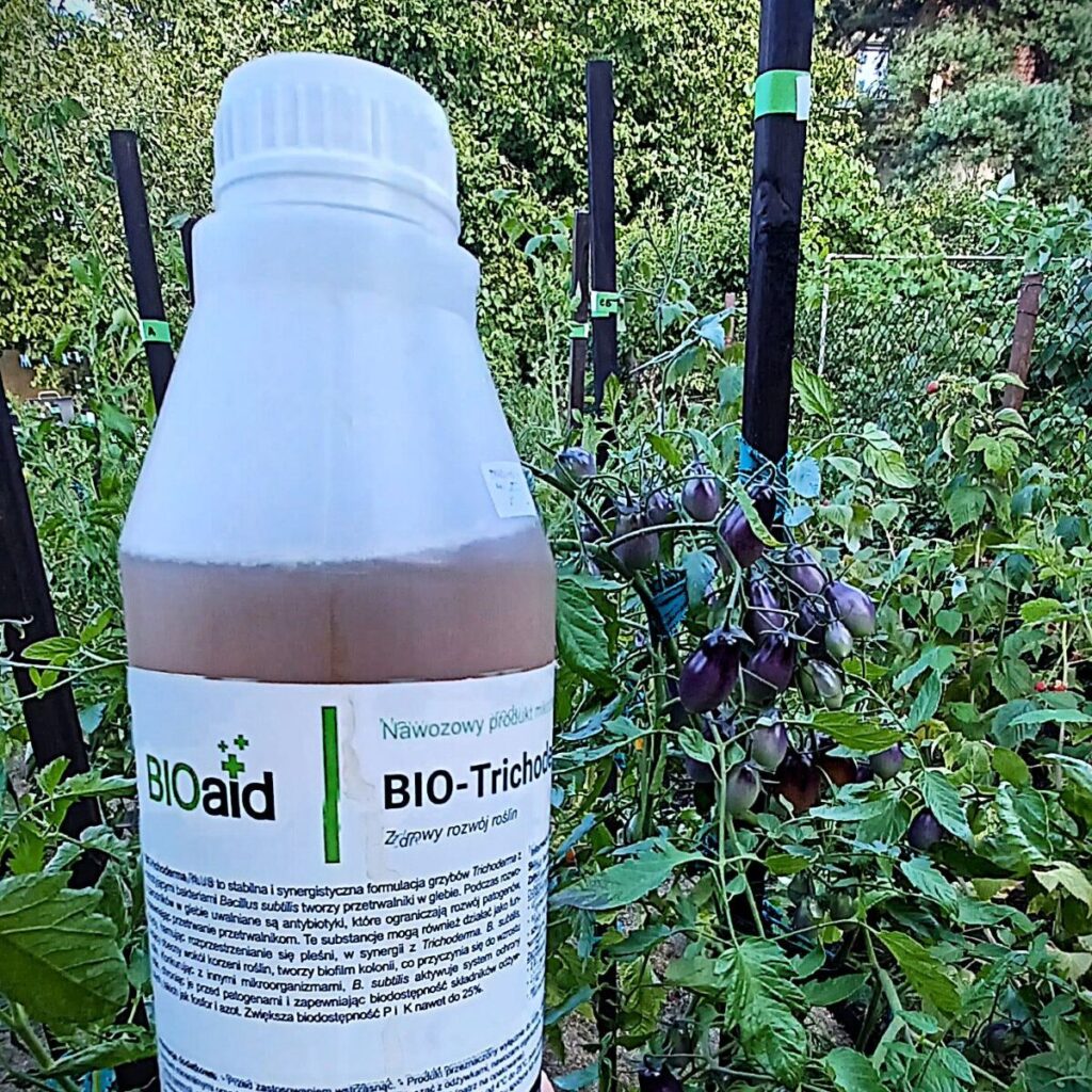 Ochrona pomidorów przed chorobami