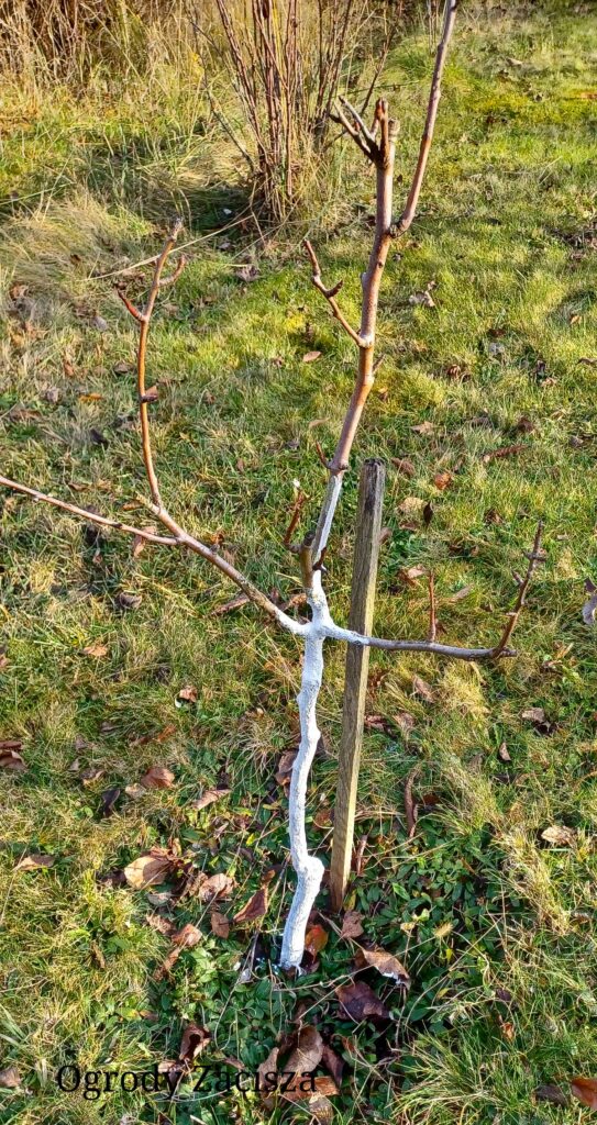 Zabezpieczanie drzew owocowych