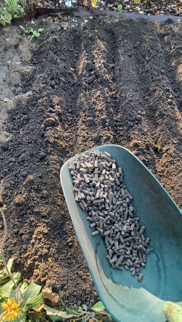 Nawożenie czosnku ozimego