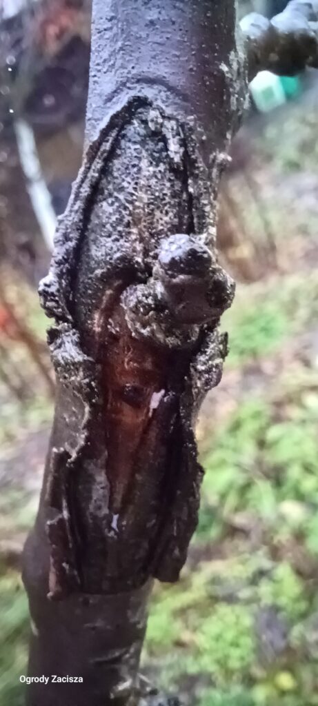 Ochrona drzew owocowych