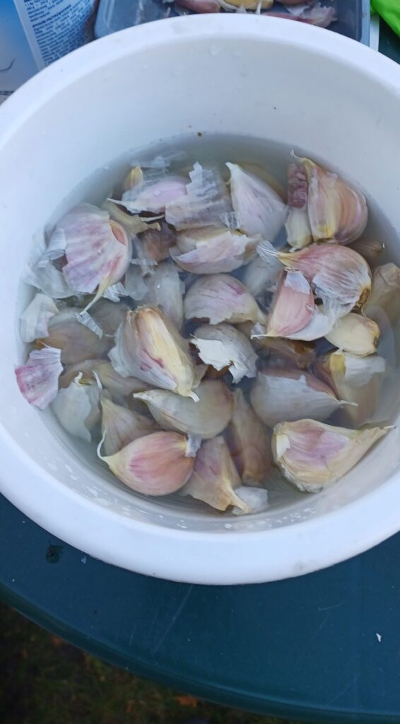 Czosnek ozimy zaprawa